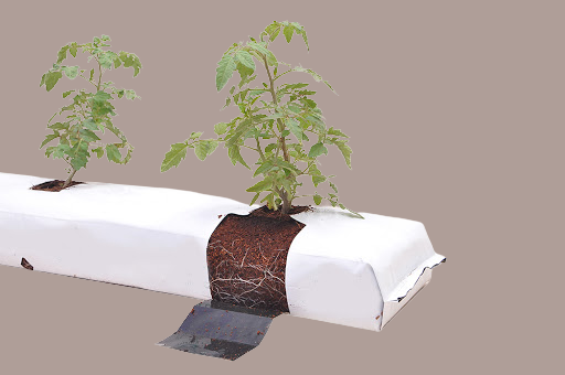 Blueberry Grow Bag