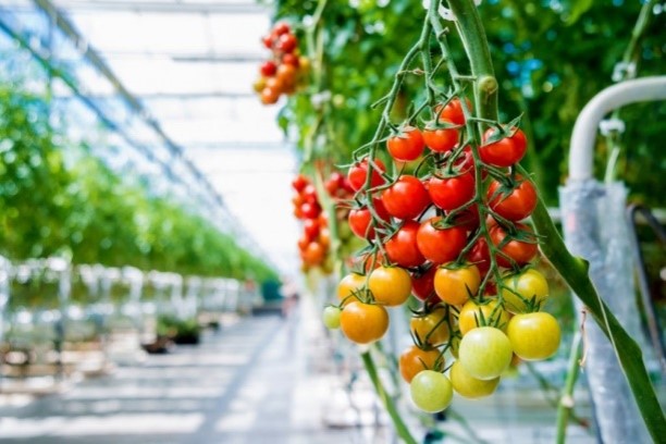 tomato grow bags