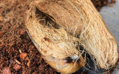Cocopeat manufacturers in Sri Lanka