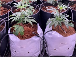 Agrow Open Top Grow Bags