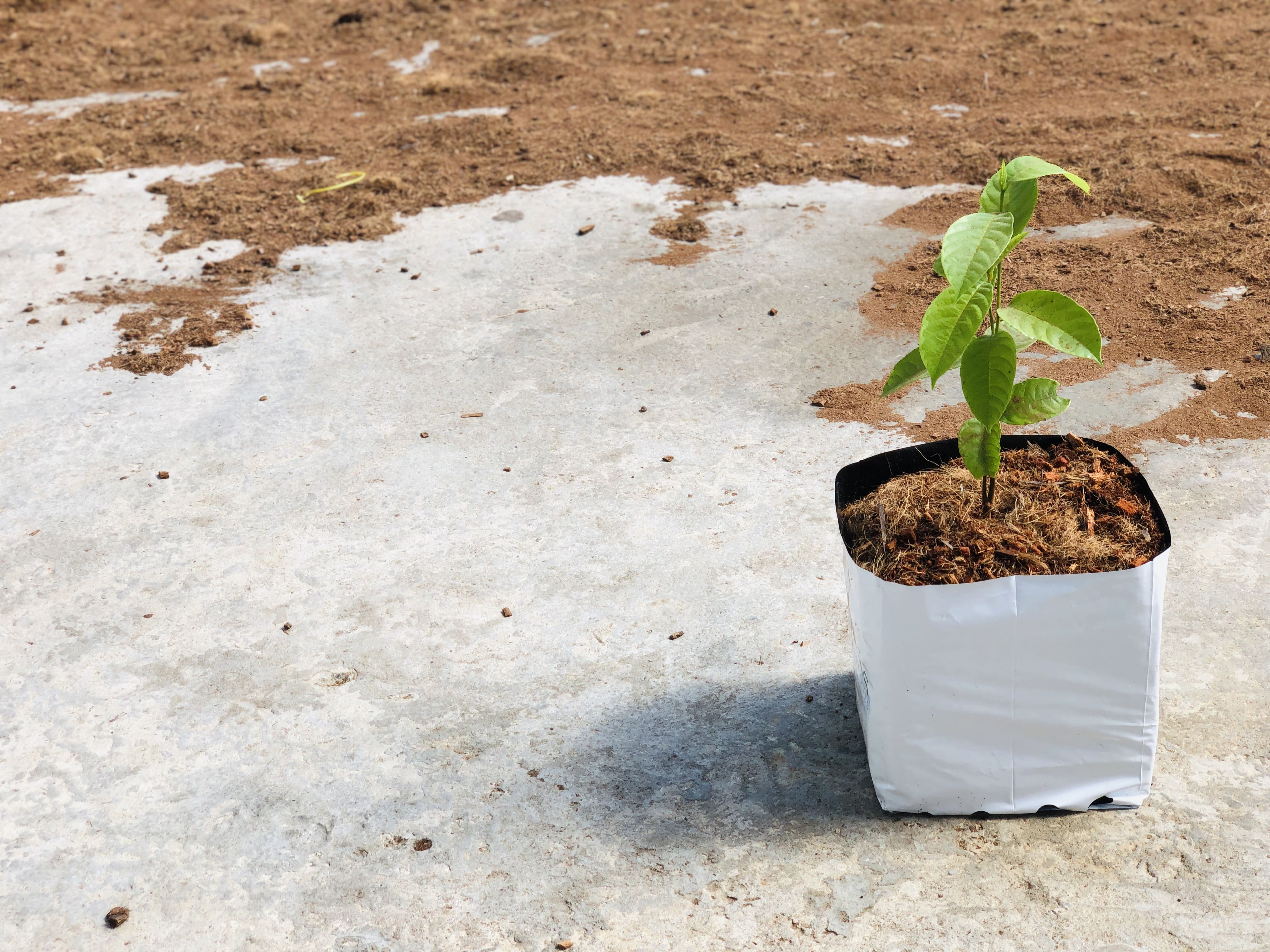 Vegetables Open Top Grow Bags