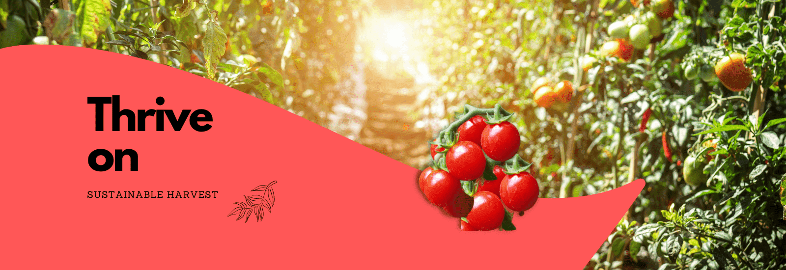 Coco coir hydroponics manufacturers in Sri Lanka
